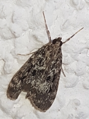 Eudonia truncicolella