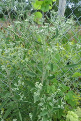 Eupatorium altissimum