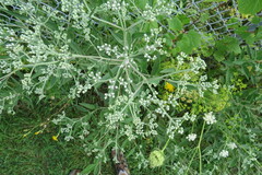 Eupatorium altissimum