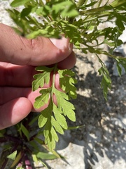 Ambrosia artemisiifolia