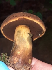 Neoboletus luridiformis