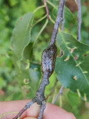 Malacosoma americana