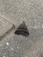 Phalaenostola larentioides