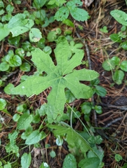 Petasites frigidus