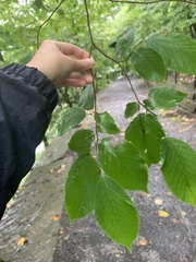 Betula lenta