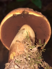 Neoboletus luridiformis