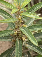 Euphorbiaceae