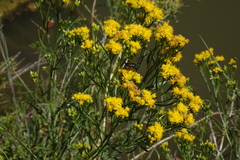 Euthamia occidentalis
