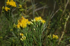 Euthamia occidentalis