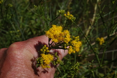 Euthamia occidentalis