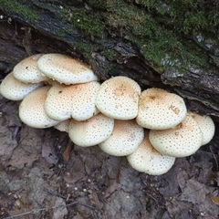 Pholiota squarrosa