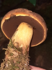 Neoboletus luridiformis