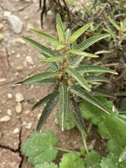 Euphorbiaceae