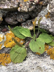 Plantago maritima