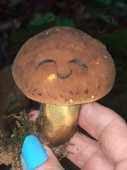 Neoboletus luridiformis