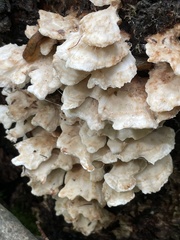 Trametes pubescens