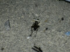 Eunemobius carolinus