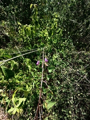 Maurandya scandens