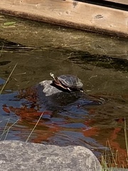 Chrysemys picta marginata