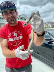 Thamnophis marcianus