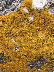 Xanthoria parietina
