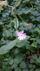 Silene dioica