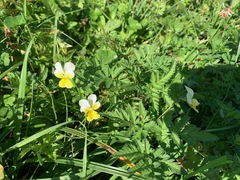 Viola tricolor