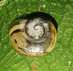 Oxychilus draparnaudi