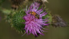 Chauliognathus pensylvanicus