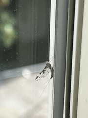 Callibaetis