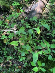 Persicaria arifolia