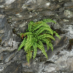 Asplenium viride