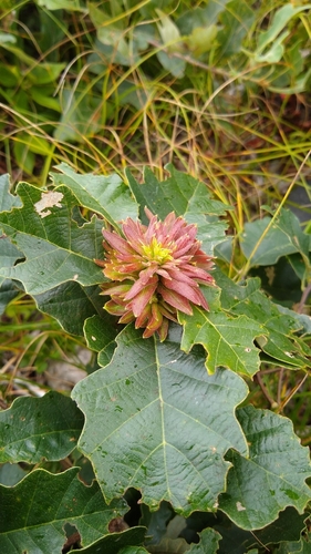 Oak Rosette Gall Wasp