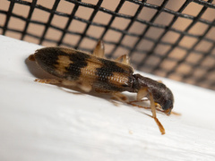 Cymatodera undulata