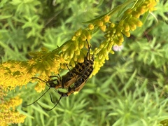 Chauliognathus pensylvanicus