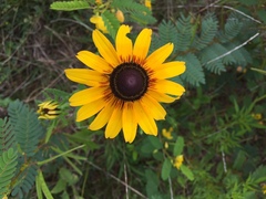 Rudbeckia hirta