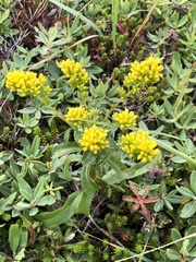 Euthamia graminifolia