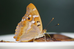 Apatura ilia