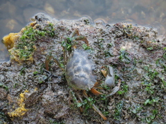 Carcinus maenas