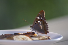 Apatura ilia