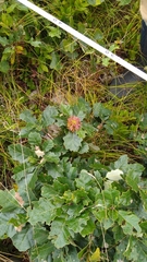 Andricus quercusfrondosus