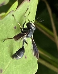 Physocephala tibialis