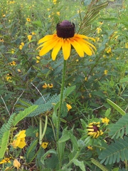 Rudbeckia hirta