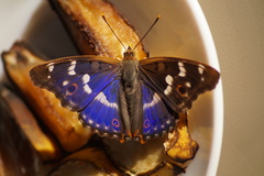 Apatura ilia