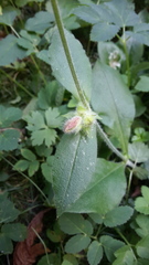 Silene dioica