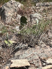 Cylindropuntia leptocaulis