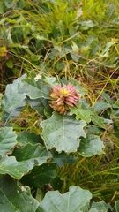 Andricus quercusfrondosus