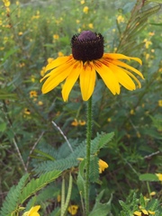Rudbeckia hirta