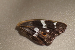 Apatura ilia
