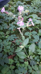 Silene dioica